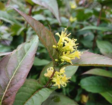 Diervilla sessilifolia - Keskenylevelű sárgalonc