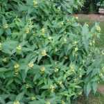 Diervilla sessilifolia 'Butterfly' - Sárgalonc