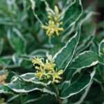 Diervilla sessilifolia 'Dise' - Keskenylevelű sárgalonc