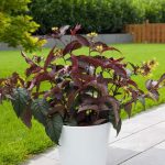 Diervilla splendens - Mézelő lonc