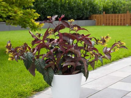 Diervilla splendens - Mézelő lonc