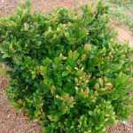 Distylium 'Coppertone'® -