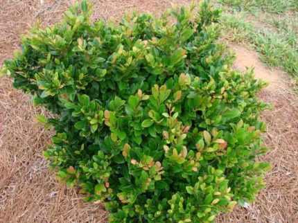 Distylium 'Coppertone'® -