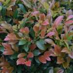 Distylium FE® 'Linebacker'® - Vörösödő lombú ISU fa