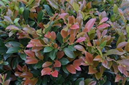 Distylium FE® 'Linebacker'® - Vörösödő lombú ISU fa