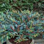 Distylium x Blue Cascade® - Kékeszöld lombú ISU fa