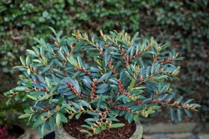 Distylium x Blue Cascade® - Kékeszöld lombú ISU fa