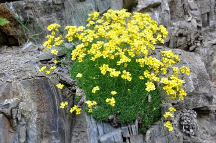 Draba bruniifolia (Sárga daravirág)