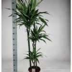 Dracaena DE LEMON LIME 3 TÖRZSES