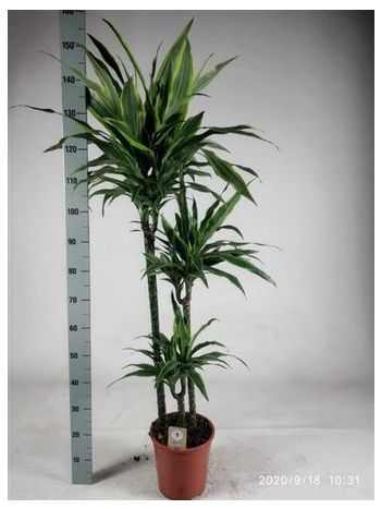 Dracaena DE LEMON LIME 3 TÖRZSES