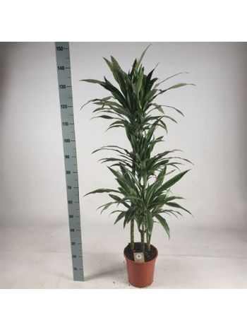 Dracaena DE WARNECKEI 3 TÖRZSES