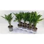 Dracaena FRAG CINTHO