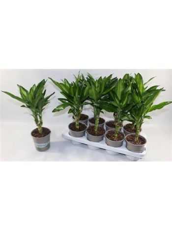 Dracaena FRAG CINTHO