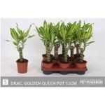 Dracaena FRAG GOLDEN QUEE