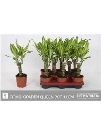 Dracaena FRAG GOLDEN QUEE