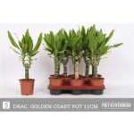Dracaena FRAG GOLD COAST