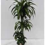 Dracaena FRAG HAWAI SUNSHINE 3 TÖRZSES