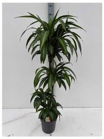 Dracaena FRAG HAWAI SUNSHINE 3 TÖRZSES