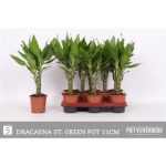 Dracaena FRAG STEUDNERI
