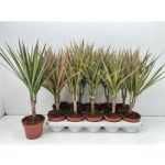 Dracaena MARG BICOLOR