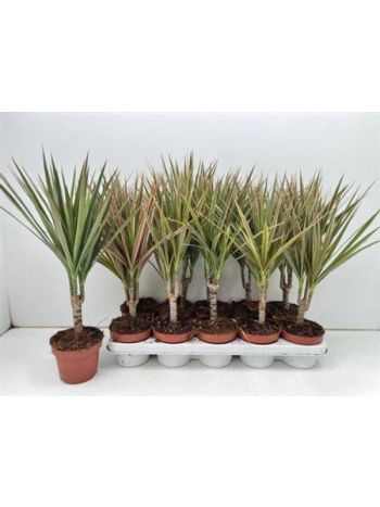 Dracaena MARG BICOLOR