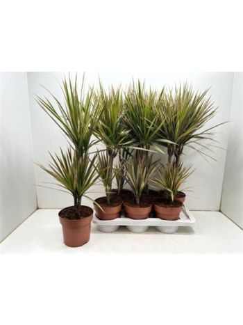 Dracaena MARG BICOLOR 2 TÖRZSES