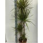 Dracaena MARG SUNRAY 4 TÖRZSES