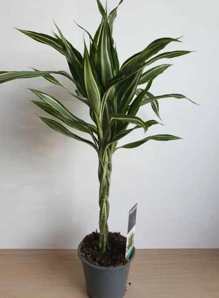 DRACaena REFLEXA FONOTT TÖRZSES