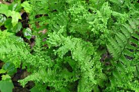 Dryopteris affinis Crispa - Pelyvás pajzsika