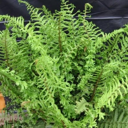 Dryopteris affinis 'Cristata The King' - Pelyvás pajzsika