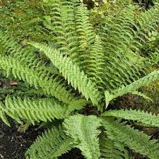 Dryopteris affinis 'Pinderi' – Pelyvás pajzsika