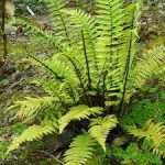 Dryopteris atrata – Borzas pajzsika