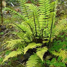 Dryopteris atrata – Borzas pajzsika