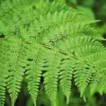 Dryopteris carthusiana