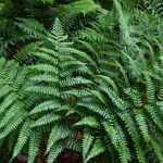 Dryopteris championii