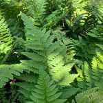 Dryopteris coreano-montana