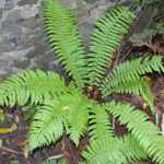 Dryopteris crassirhizoma