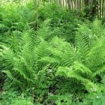Dryopteris filix-mas - Erdei pajzsika