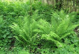 Dryopteris filix-mas - Erdei pajzsika