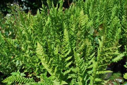 Dryopteris filix-mas 'Barnesii'