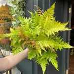 Dryopters erythrosora var. prolifica