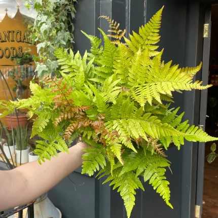 Dryopters erythrosora var. prolifica