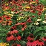 Echinacea hybrida 'Cheyenne Spirit' (Kasvirág)