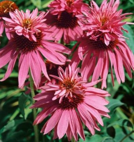 Echinacea purpurea 'Doubledecker' (Bíbor kasvirág)