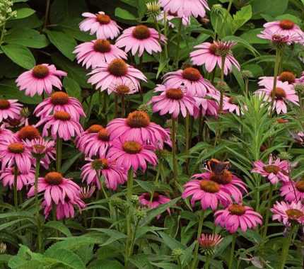 Echinacea purpurea 'Magnus' (Bíbor kasvirág)