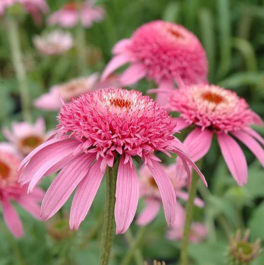 Echinacea purpurea 'Pink Double Delight' (Bíbor kasvirág)