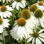 Echinacea purpurea 'PowWoWTM White' (Bíbor kasvirág)