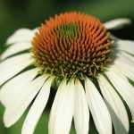 Echinacea purpurea 'Praerie Splendor  Alba' (Bíbor kasvirág)