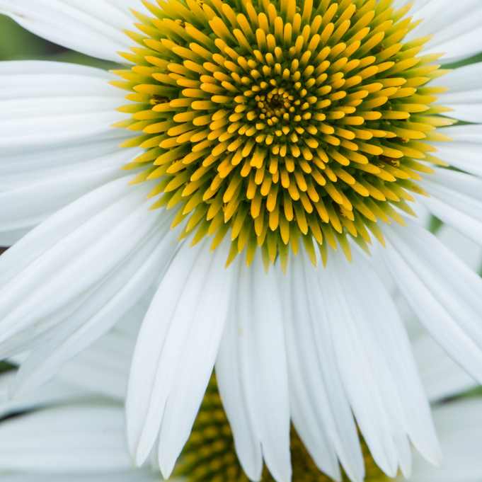 Echinacea purpurea 'Praerie Splendor Compact White' (Bíbor kasvirág)