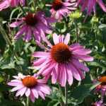 Echinacea purpurea ' Praerie Splendor  Deep Rose' (Bíbor kasvirág)